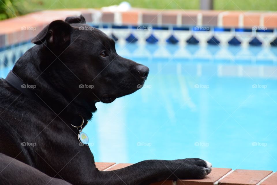 Black pitbull mix by pool