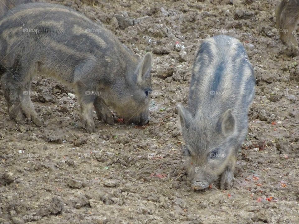 Close-up of a feeding wild boar