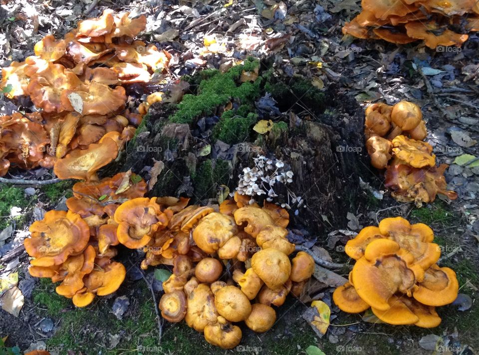 Annual Orange Mushrooms Galore