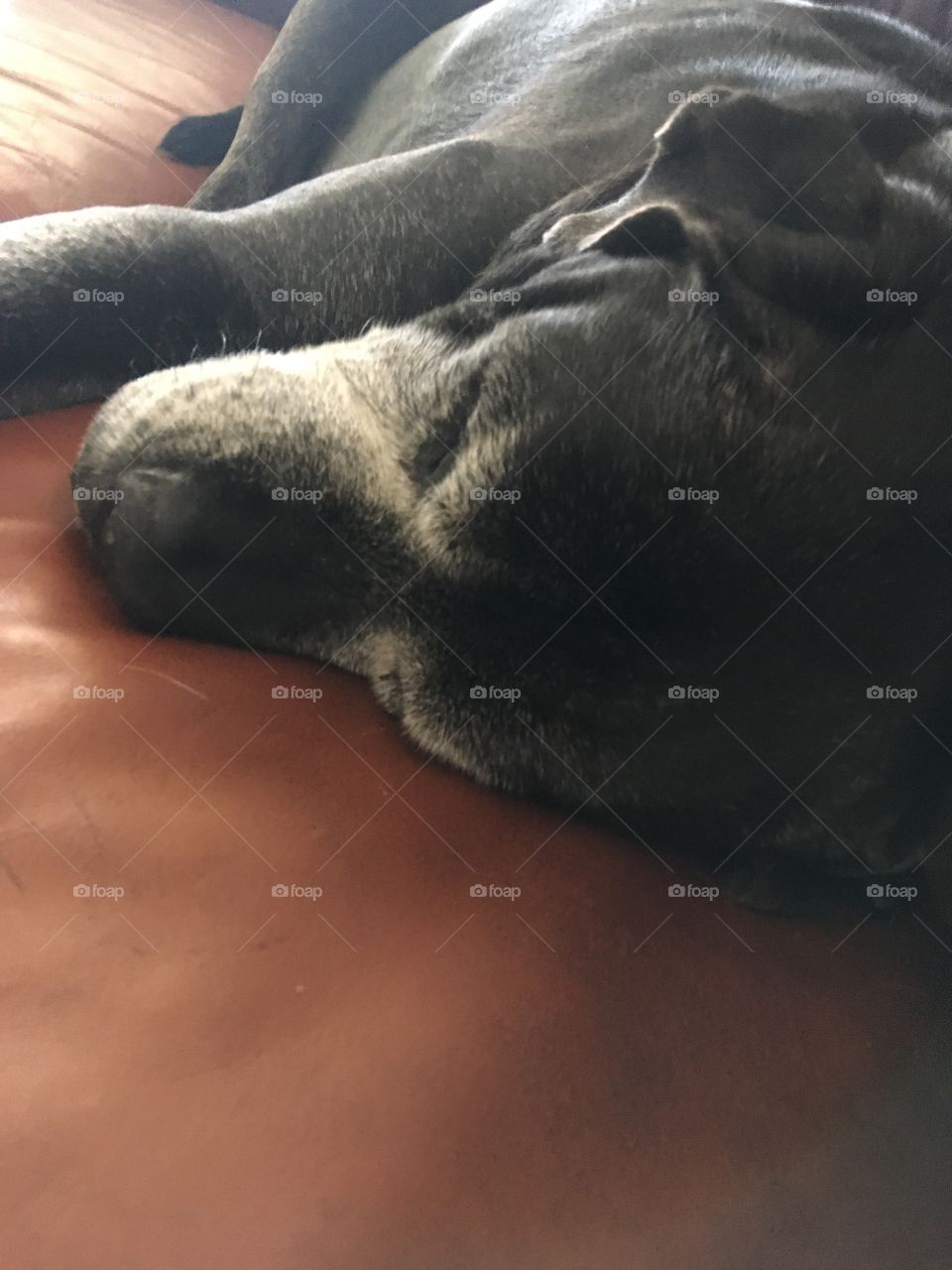 My sleepy girl, just a lazy cold day. Laying comfortably on the couch, snoozing!