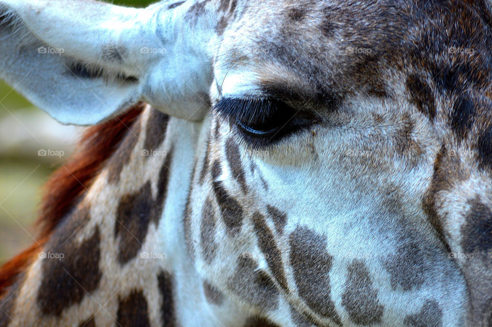 Close up of giraffe patterns