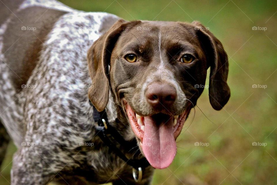 Remi GSP
