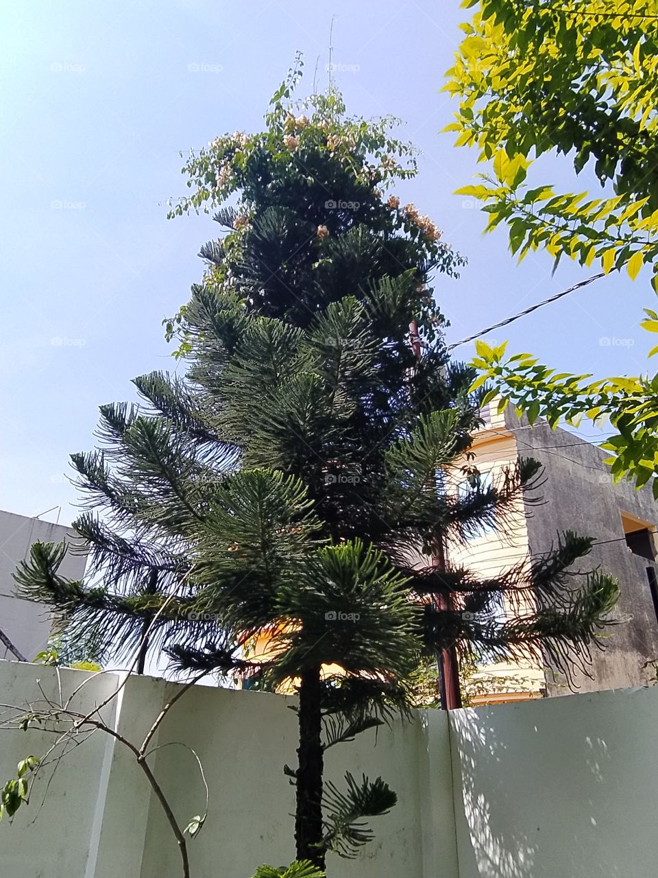 Trees getting ready to wecome autumn after a long rainy season