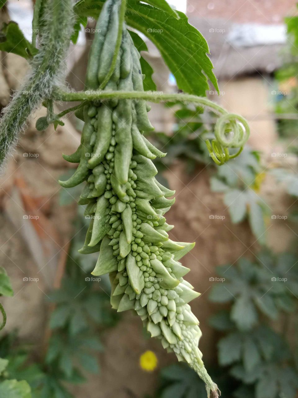 Bitter melon beautiful nice looking image india