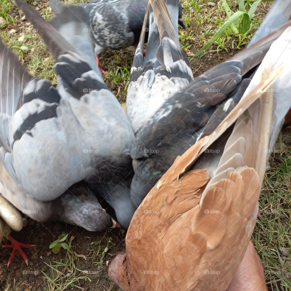 Pigeons being fed rice in the yard