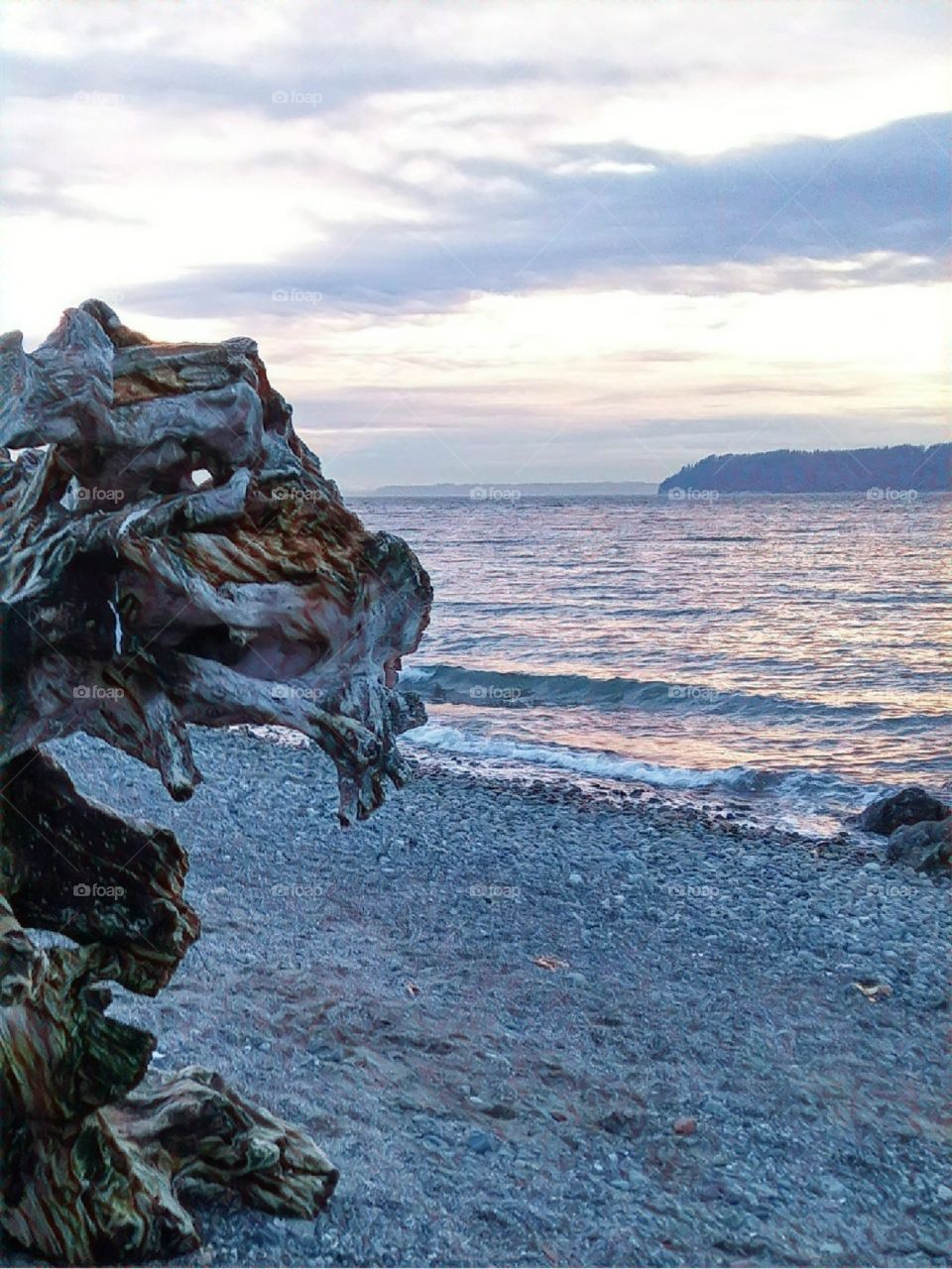 seamonster on Everett beach