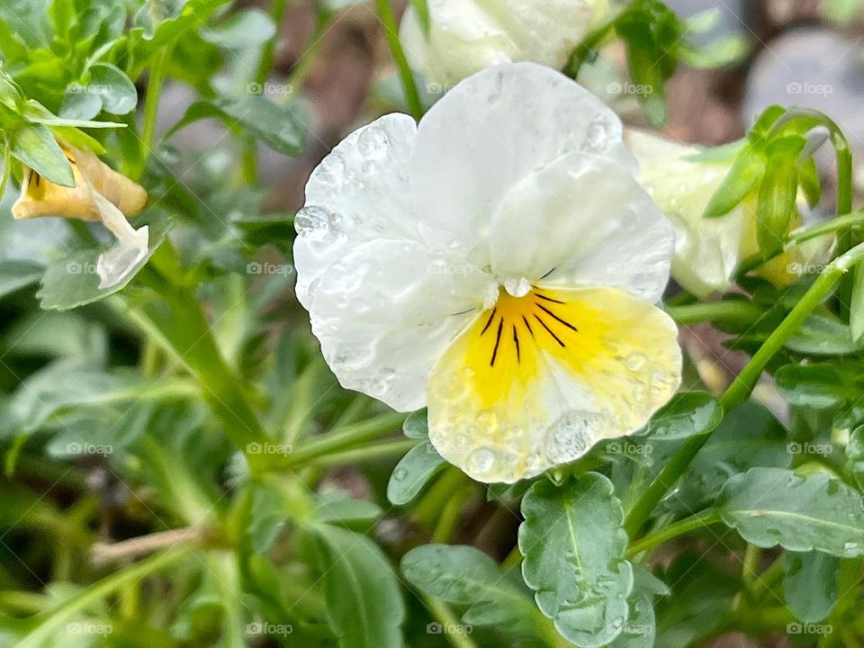 Beautiful flowers in bloom