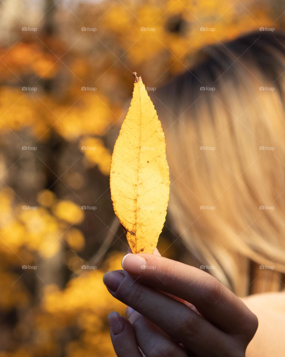 Yellow leaves of Fall are my favorite; Woman holding yellow leaf to camera with golden leafed trees in the background 