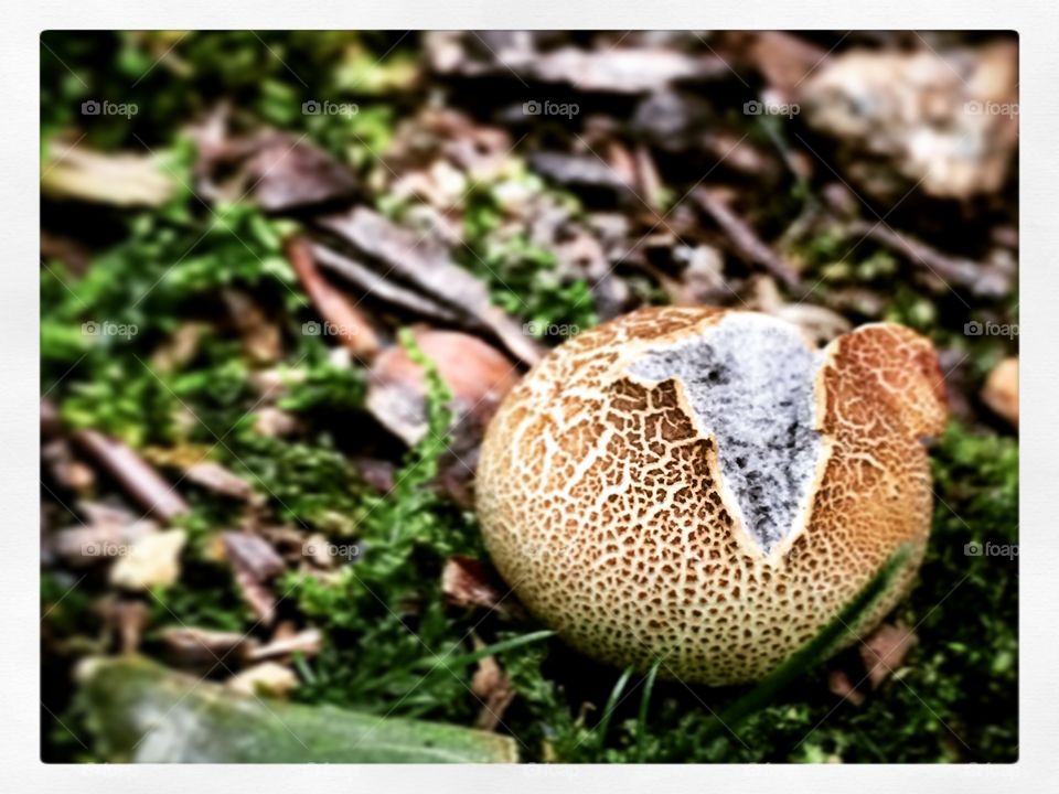 Pigskin puffball mushroom 