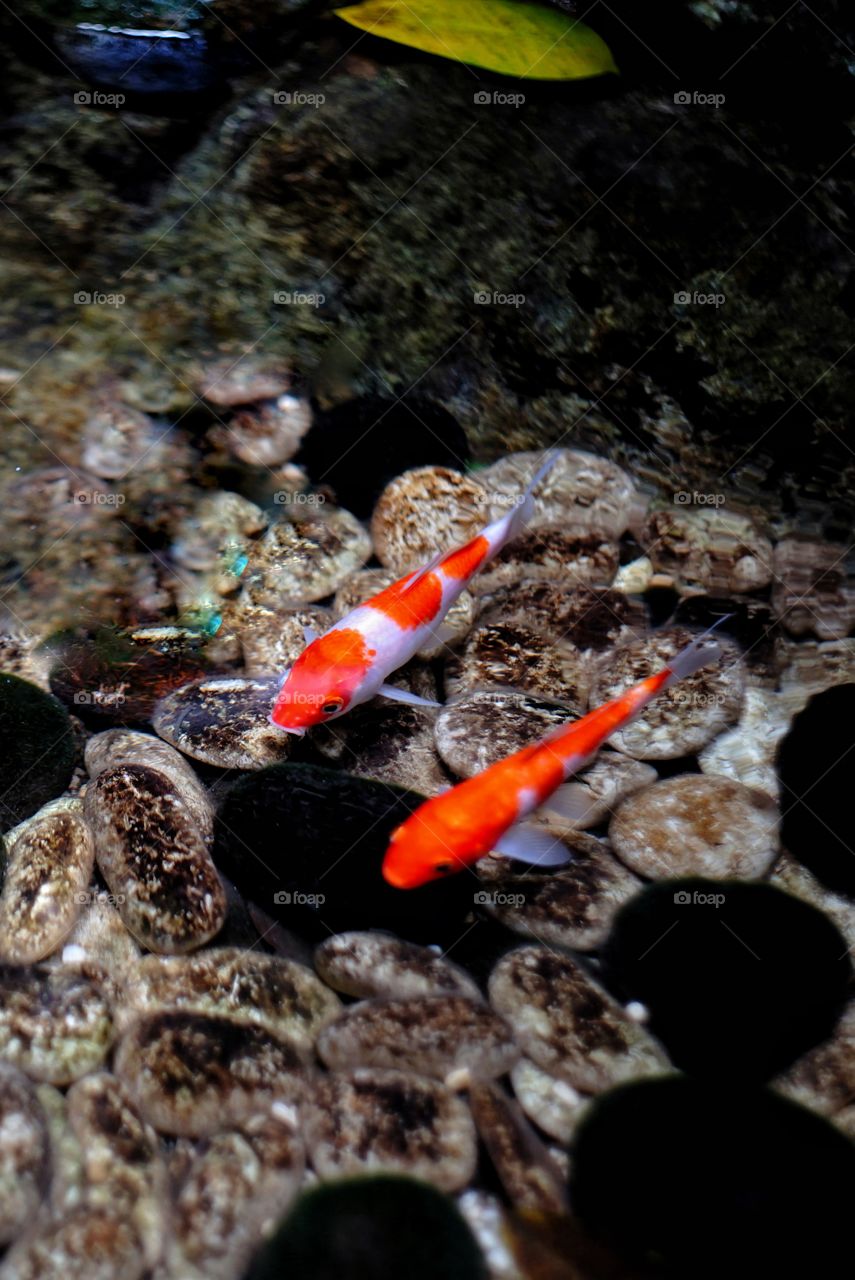 koi fish