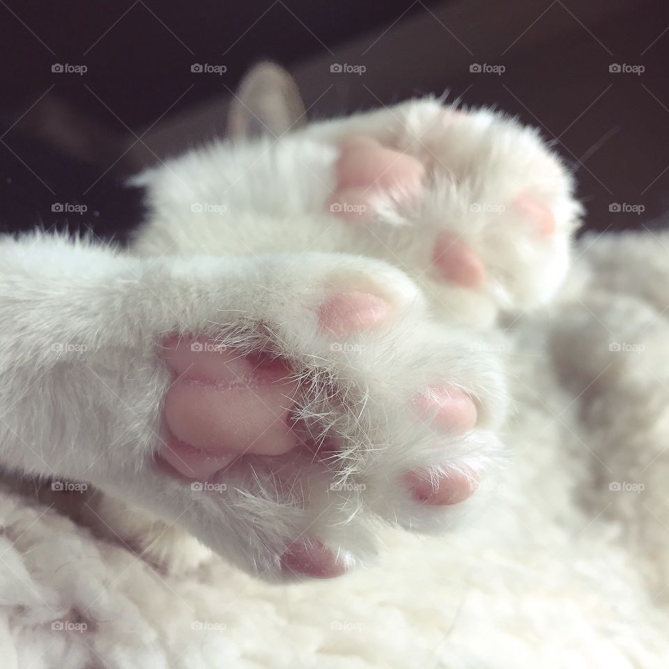 Toe beans 