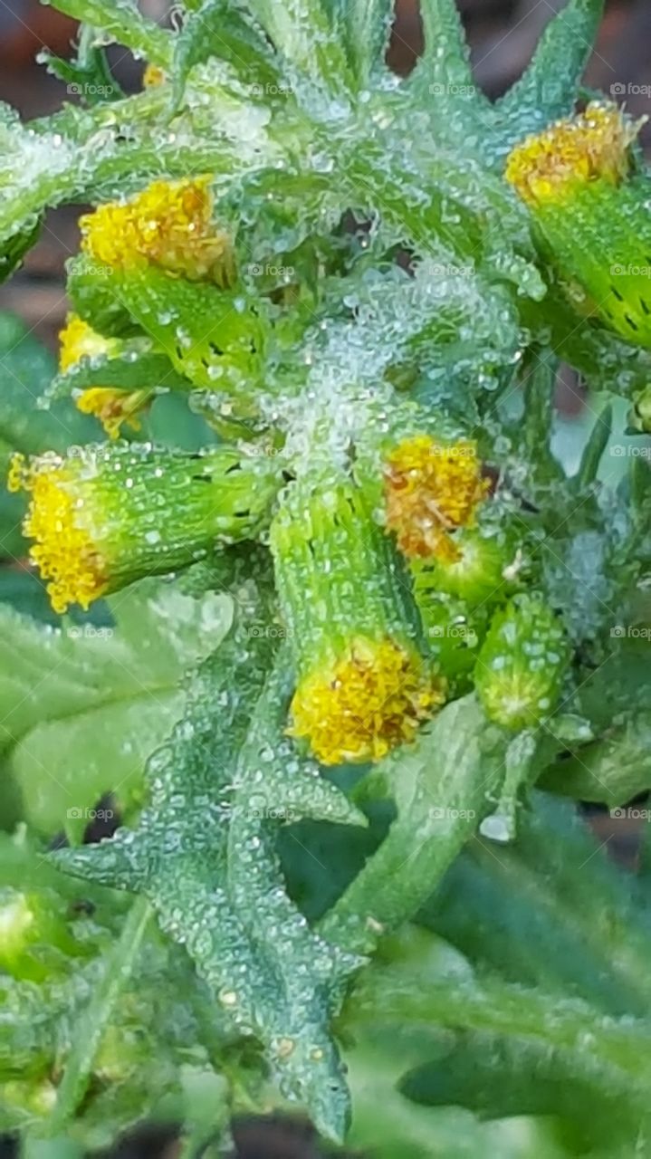 dew drops on a yellow flower