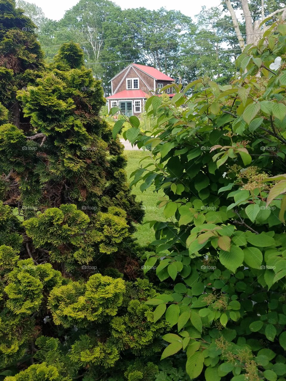 Red roof house peaking through bushes