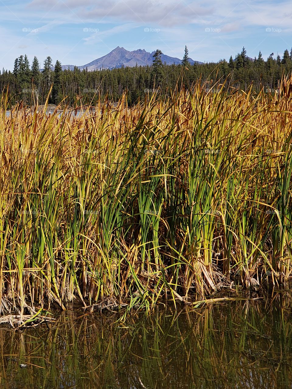 The South Sister in Oregon’s Cascade Mountain Range against a bright blue sky overlooks Lava Lake and the reeds along its shores in their fall colors of yellow and orange in the Deschutes National Forest on a sunny autumn day. 