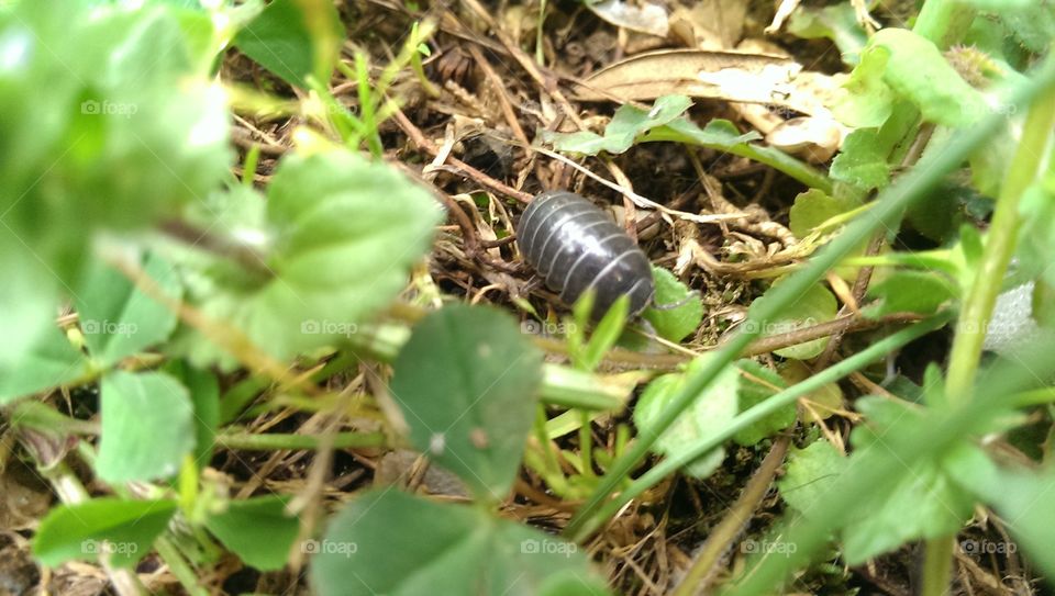 unknown bugs. strange for me