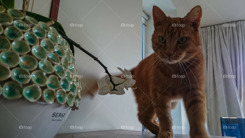 Boemi boll domestic cat <3