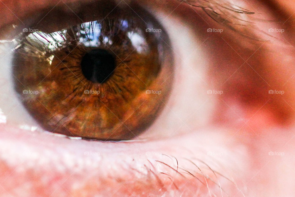 Macro shot of a brown eye with a reflection of trees, clouds & blue sky. Details of the brown iris, like the ciliary body & muscle which contracts & expands in different light are shown by the light & dark lines fanning out from the pupils. 👁