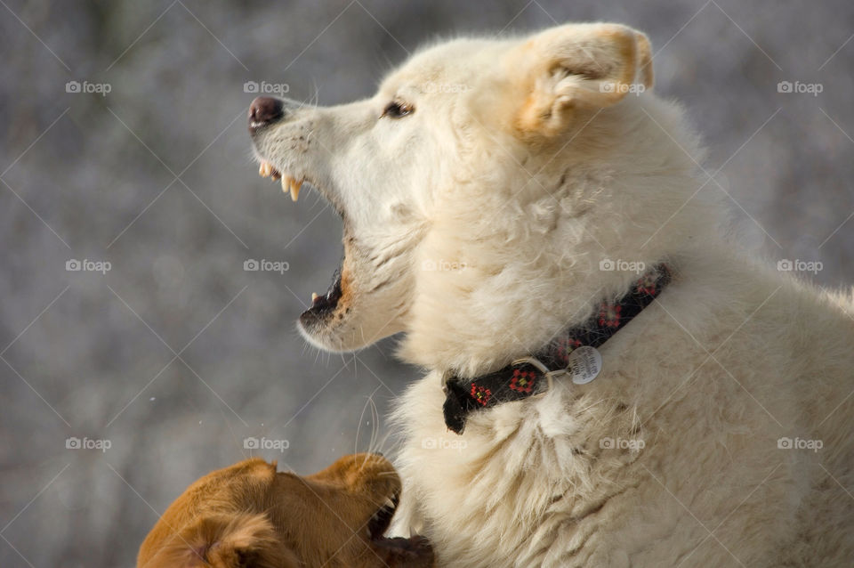 Golden retriever and German Shepherd wolf wrestling in the ice encased