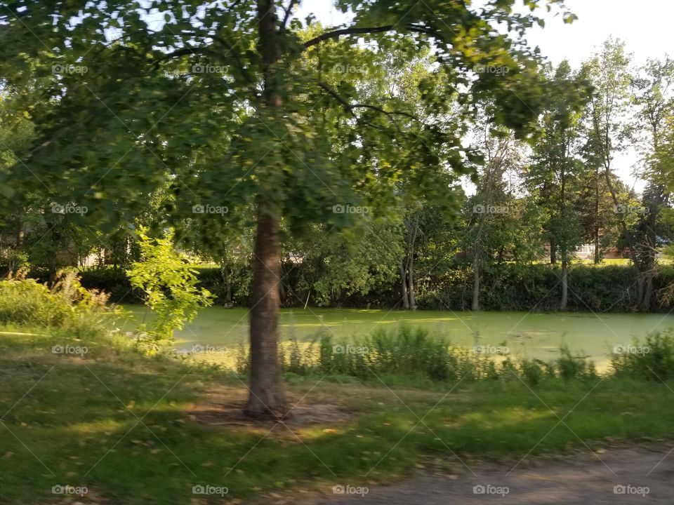 Tree, Nature, Landscape, No Person, Wood