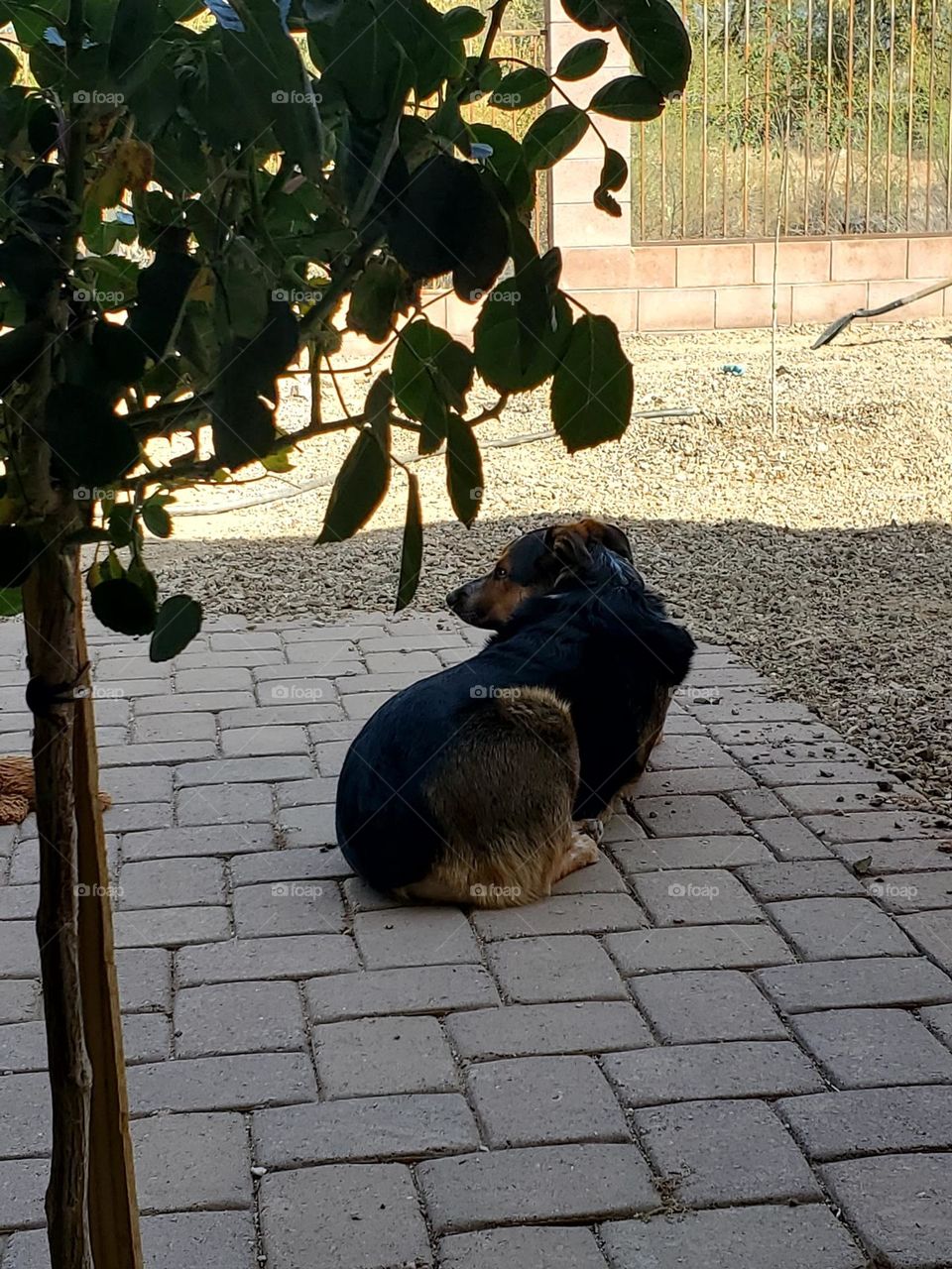 Adorable boy dog outside on the patio by a tree🌳