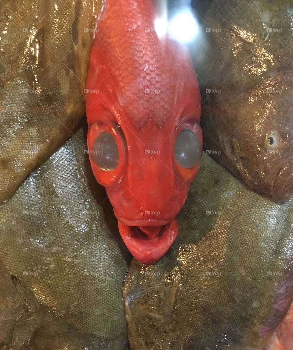 Fish Face, Portugal