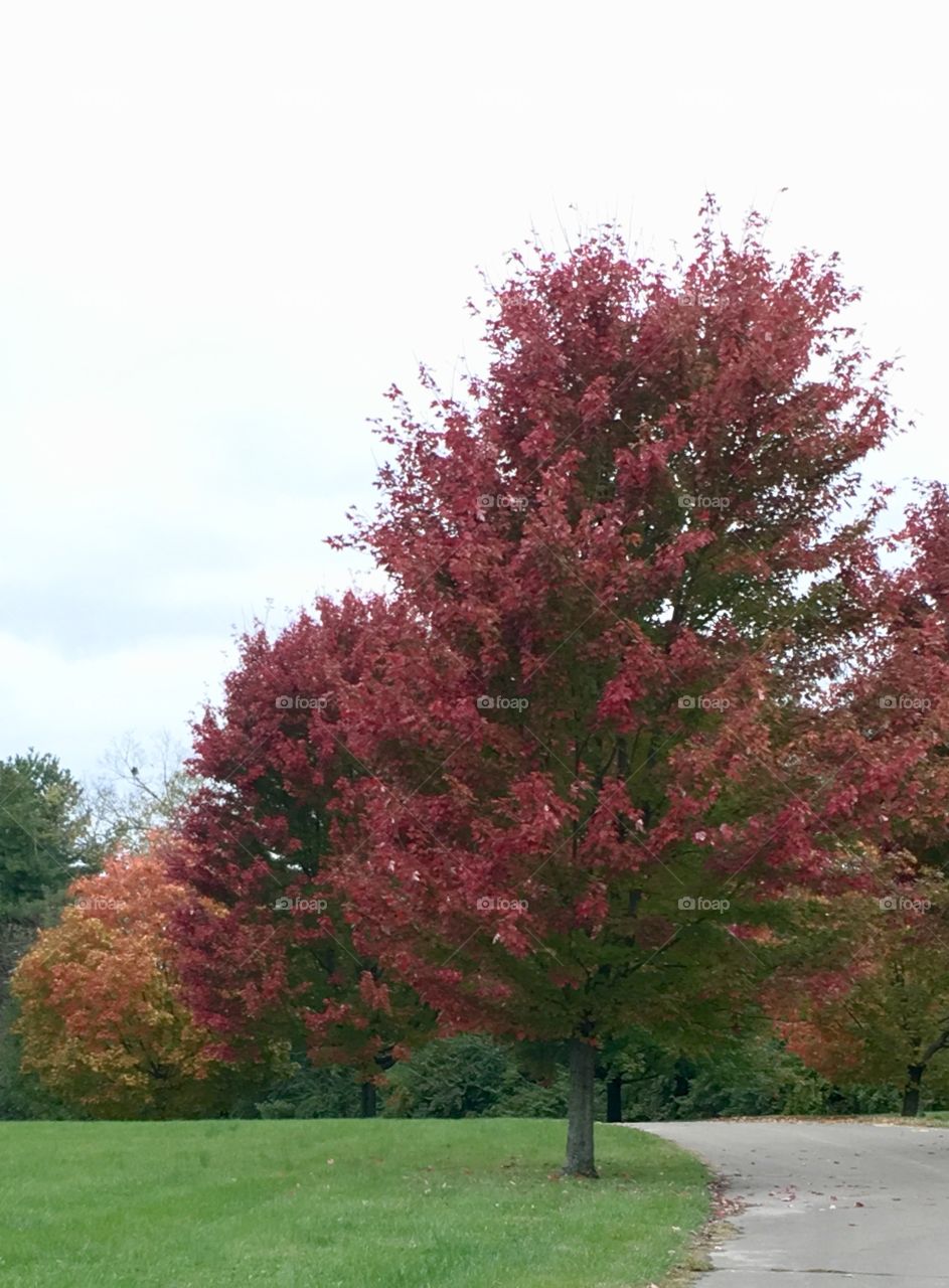 Red, yellow and green