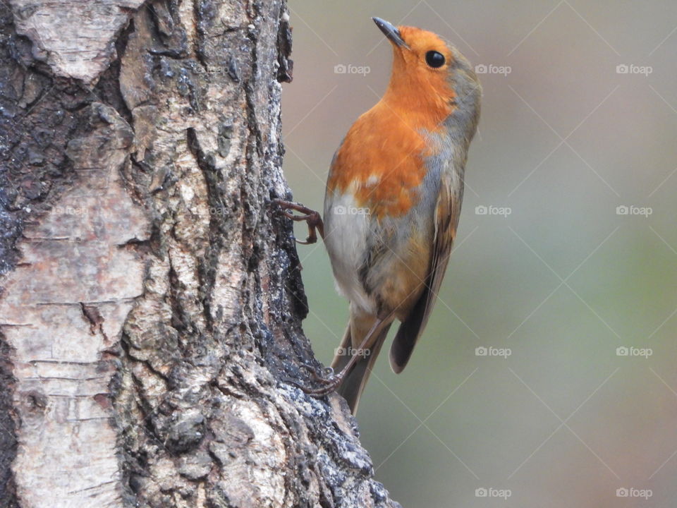 A robin on a tree