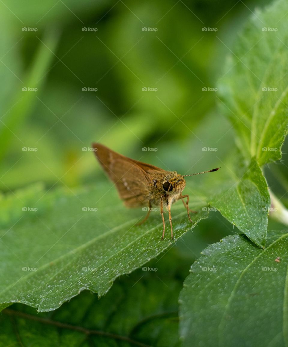 close up photo butterfly