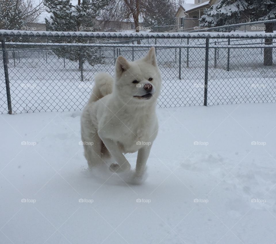 Fluffy Snow dog 😮
