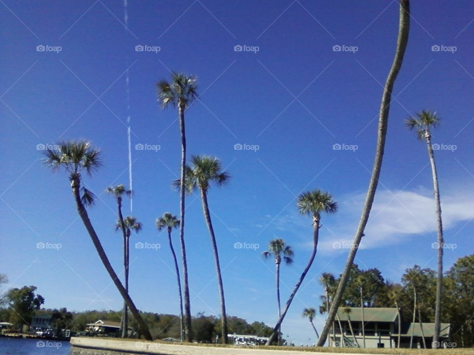 The Palm Family. View from my kayak paddling a river in Florida. 