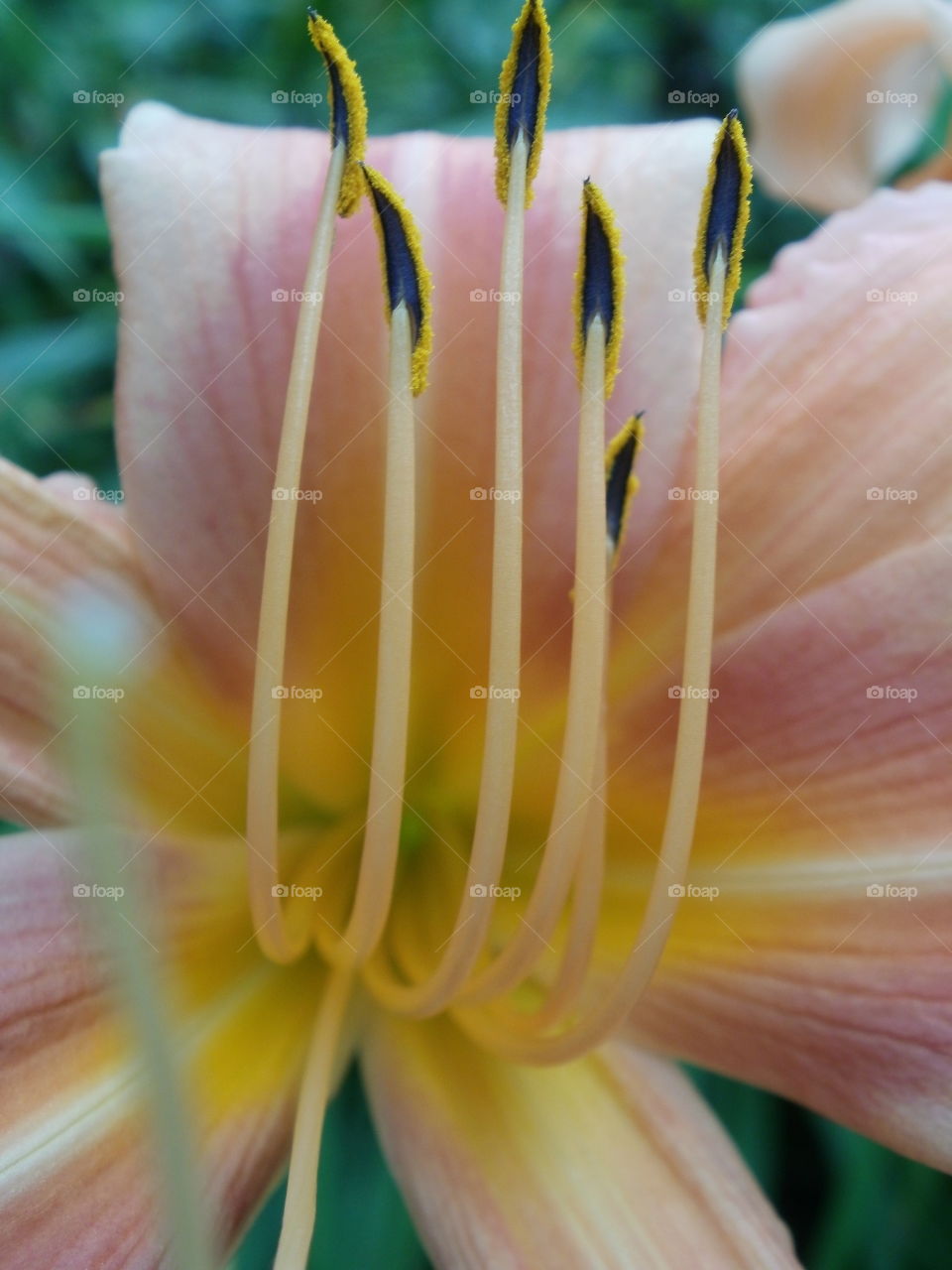 Macro lily, St Paul, MN