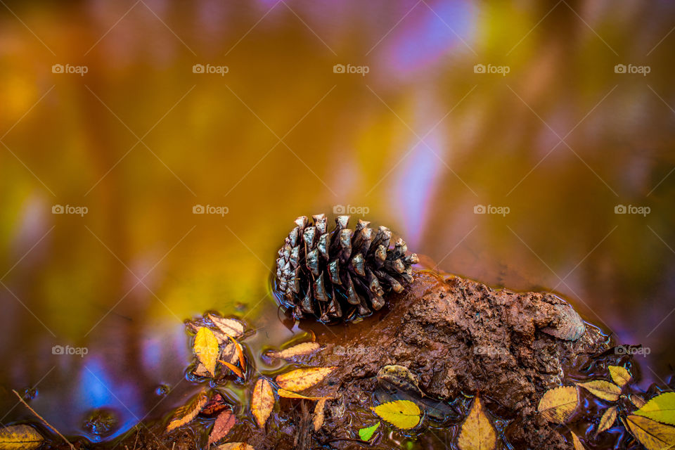 pine cone fallen with autum leafs in water