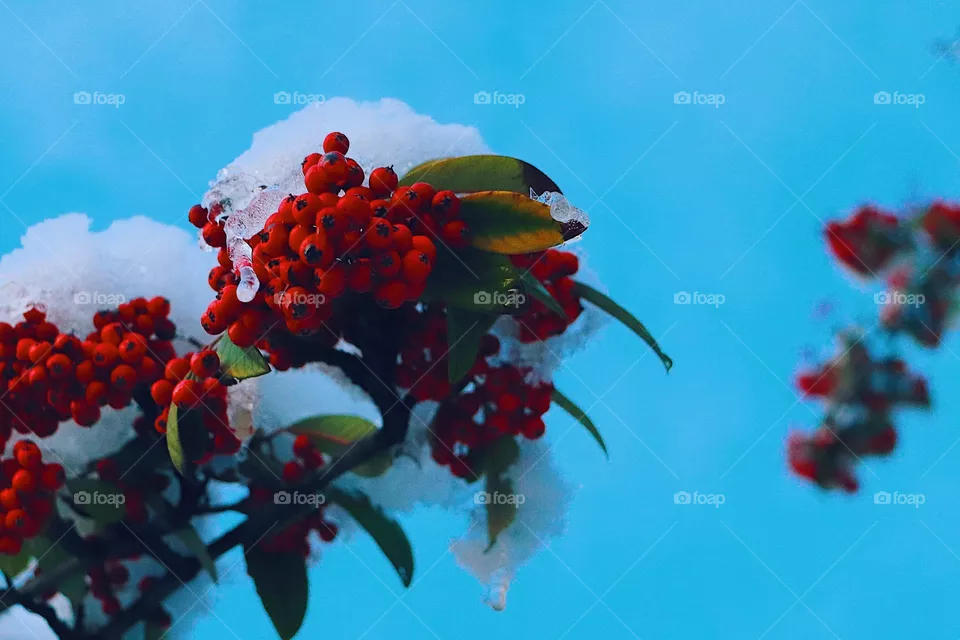 Very Berry