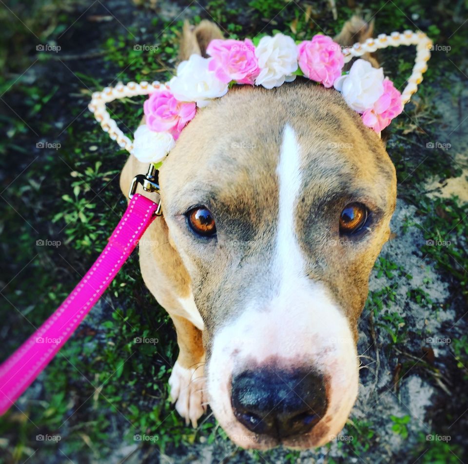 Rescue dog wearing pink flowered head band at an adoption event