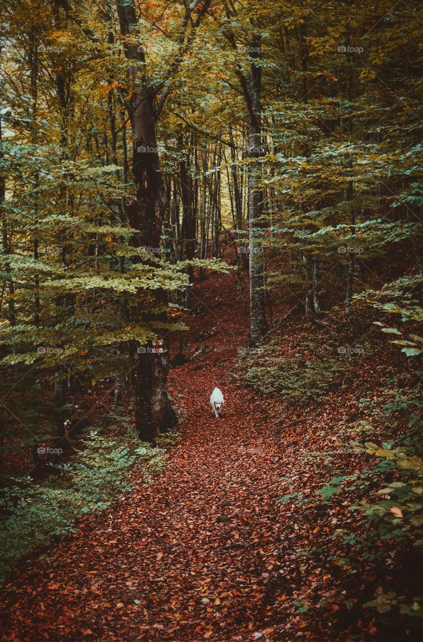 A walk in the forest with a furry companion