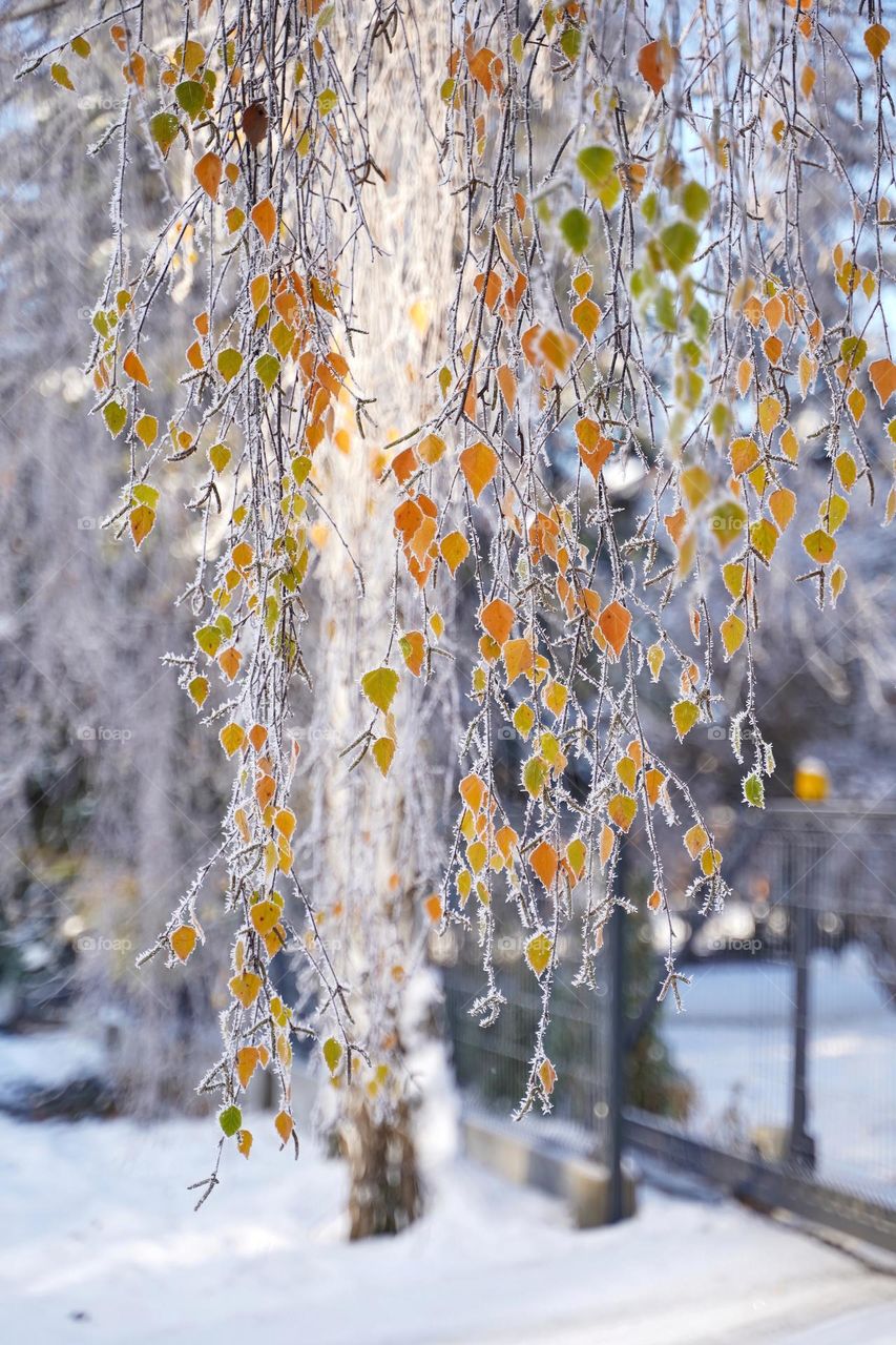 Birch branches in frost