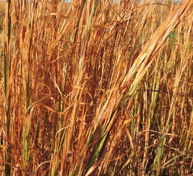 Grass