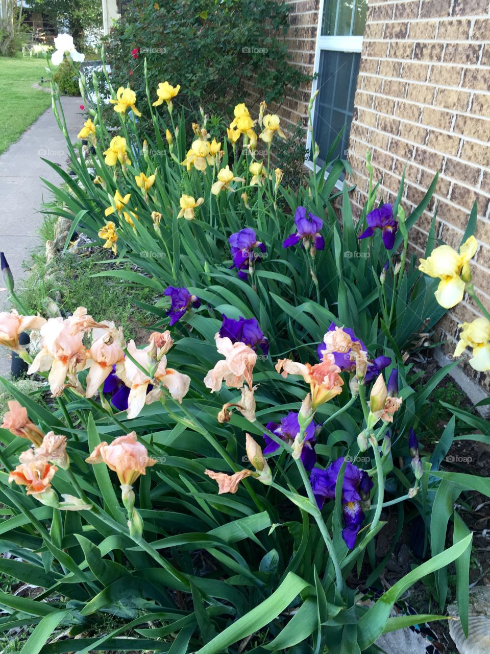 Flower bed full of iris.