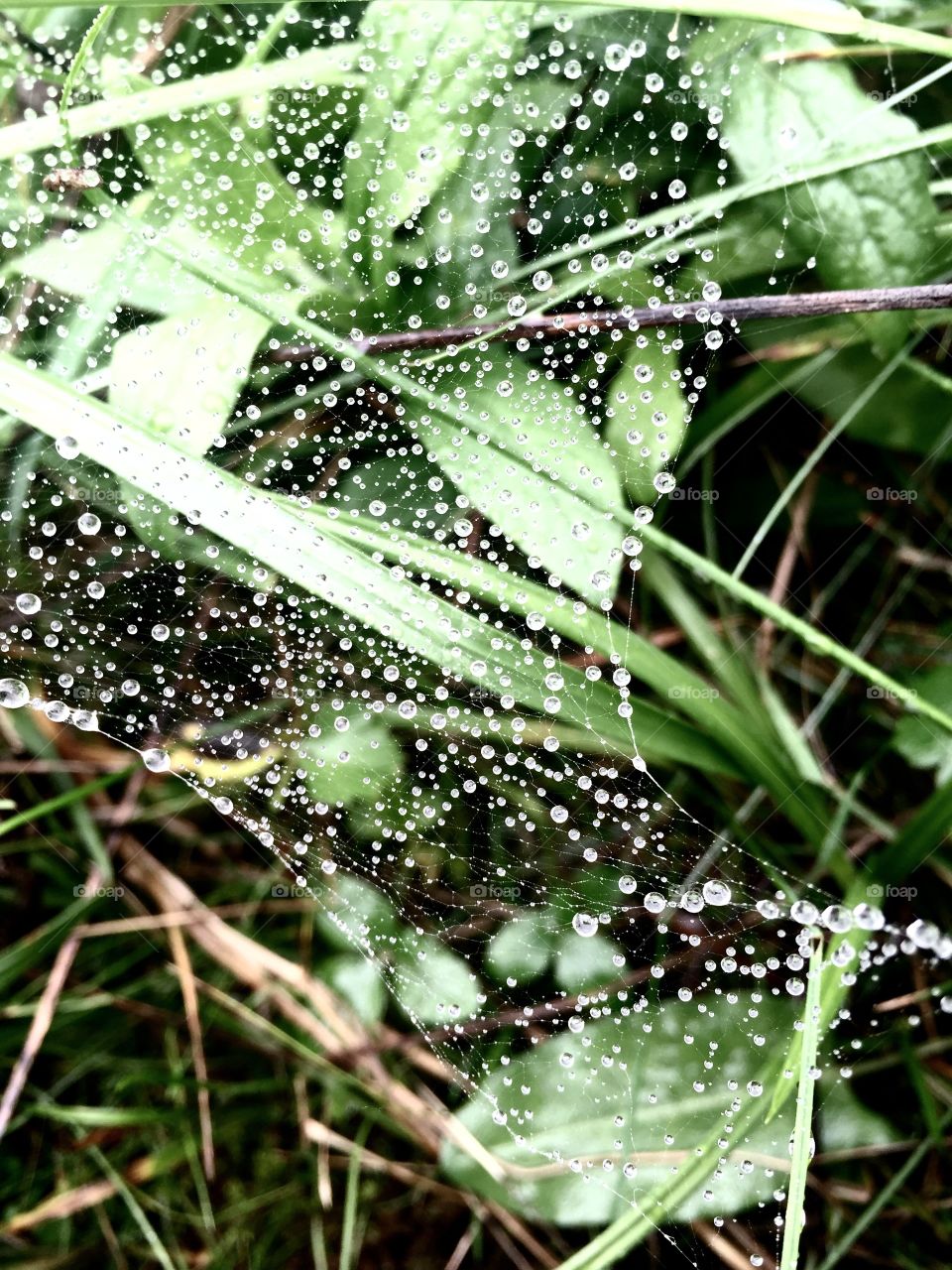 Dew, Rain, Drop, Nature, Leaf