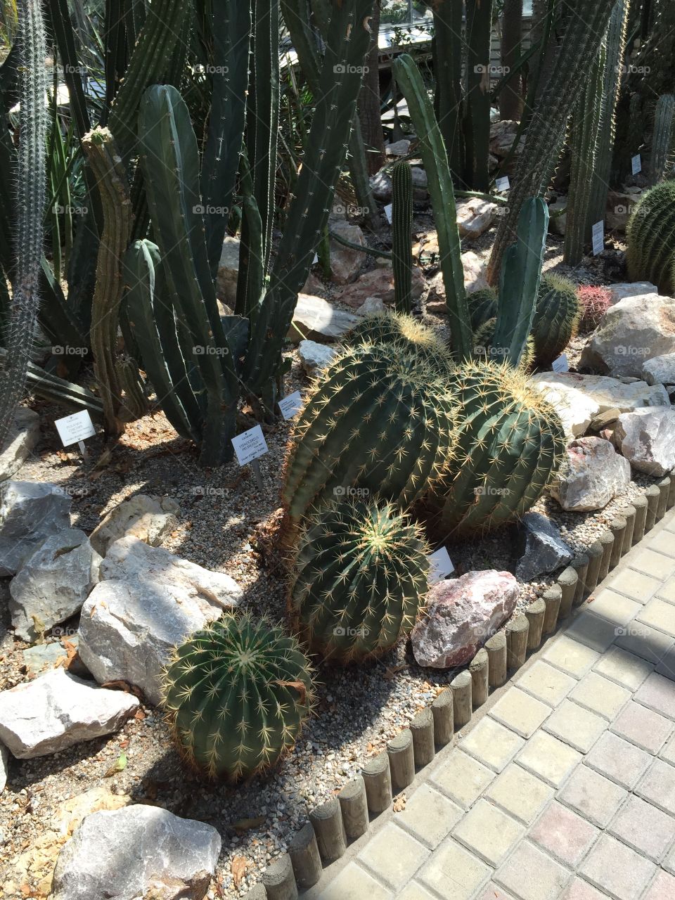 Cactus Prague