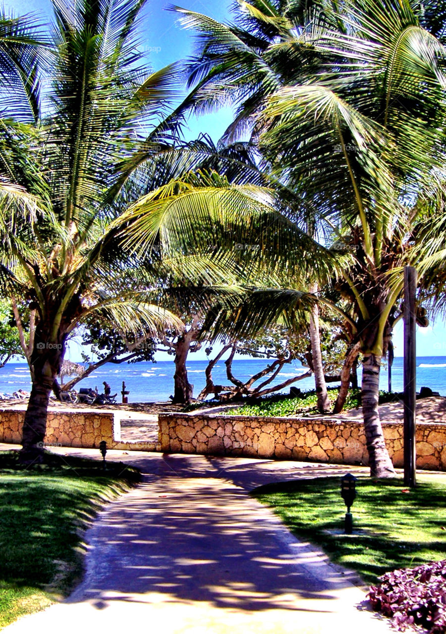 beach ocean summer tree by wfullerton