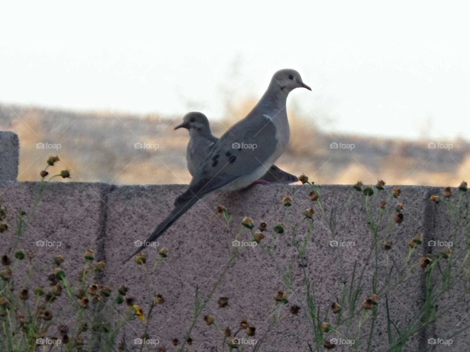 a mother dove with her baby sitting on the cinder block wall in our back yard