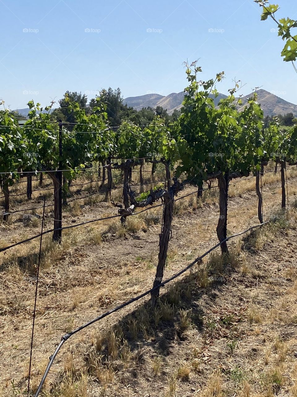 California Vineyards 