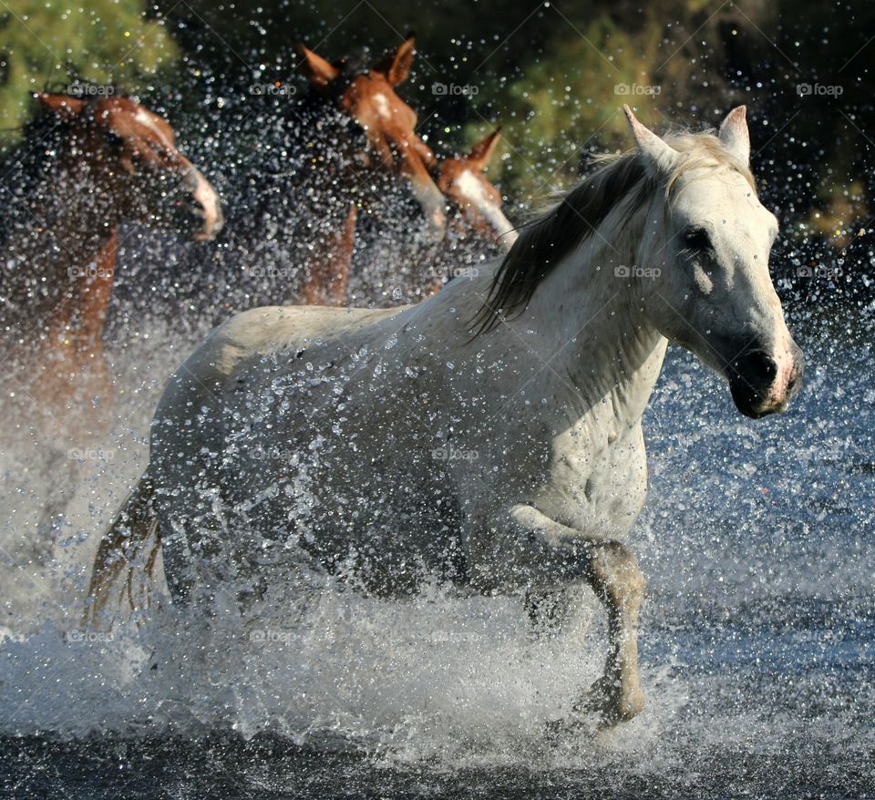 Wild Horses Running in River