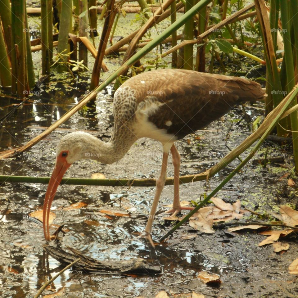 A brown and white ibis forages for food in the water of Lake Lily at Lake Lily Park in Maitland, Florida.