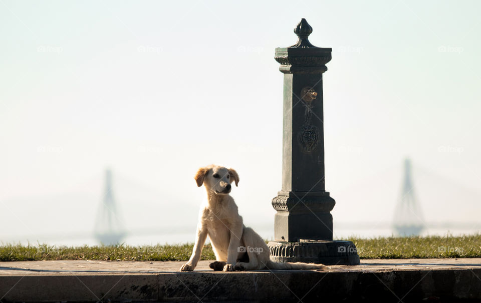 dog sitting next to water tap