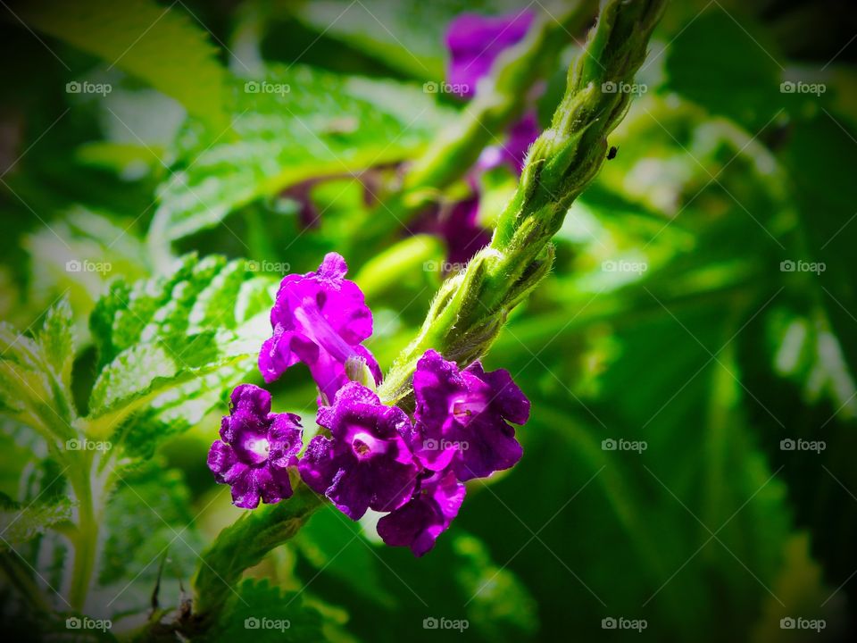 Pretty little violet flower
