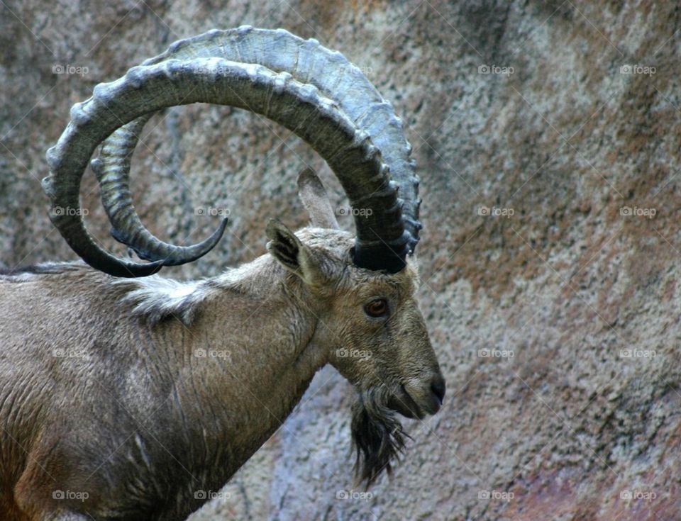 Ibex
