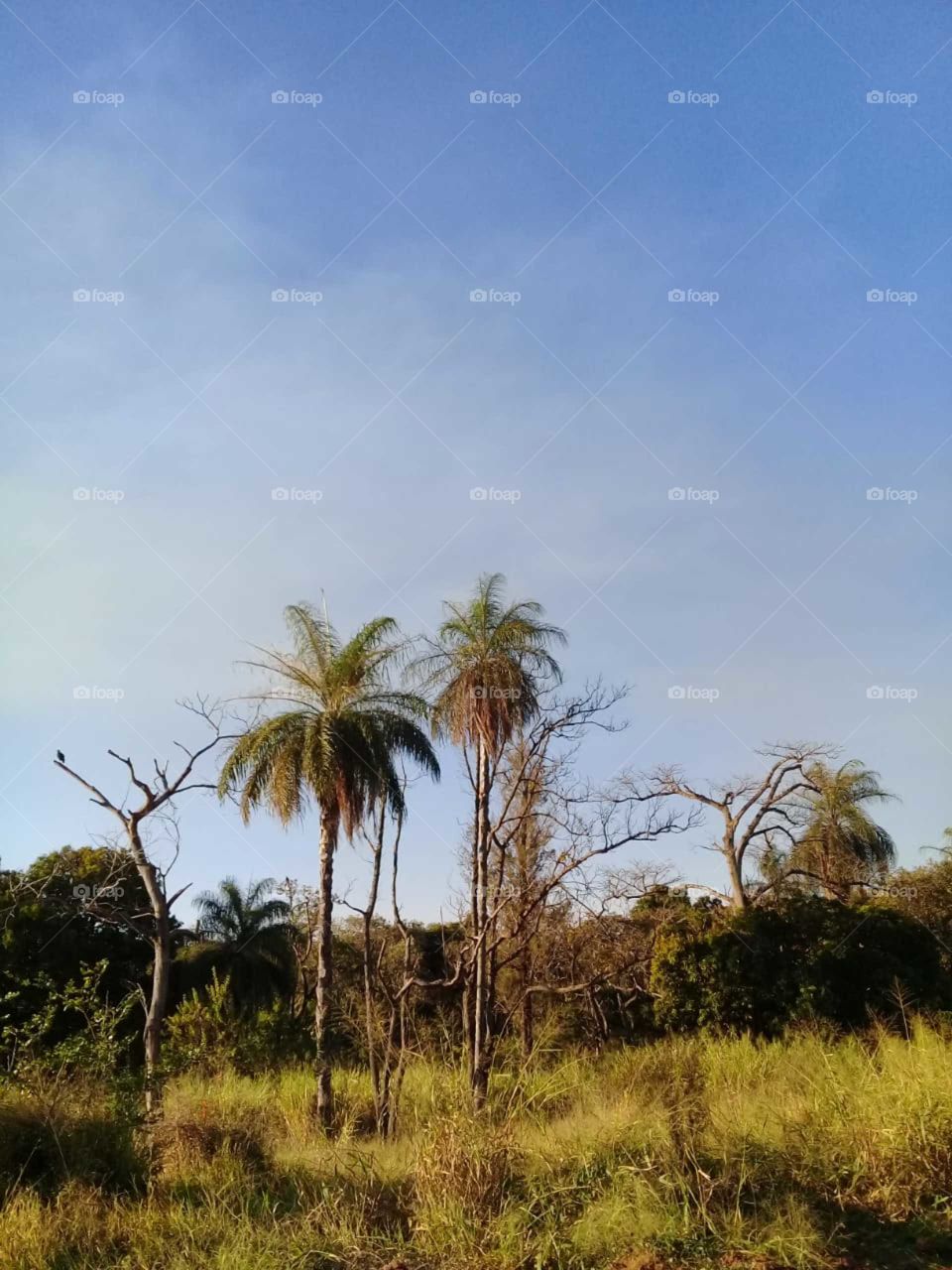 Bucolic landscape of nature so beautiful!  Clear blue sky, green and preserved forest! / Paisagem bucólica da natureza tão bonita! Céu límpido e azul, mata verde e preservada!