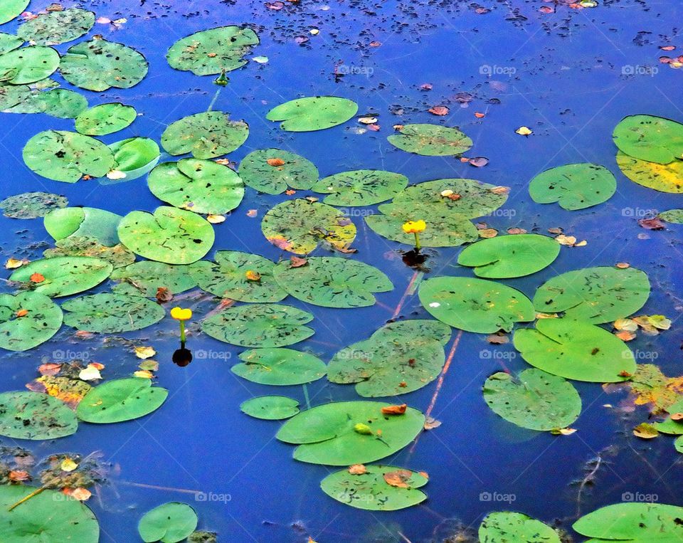 Water Lily